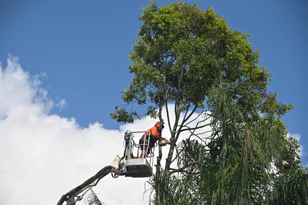 Danville, PA Tree Care Company